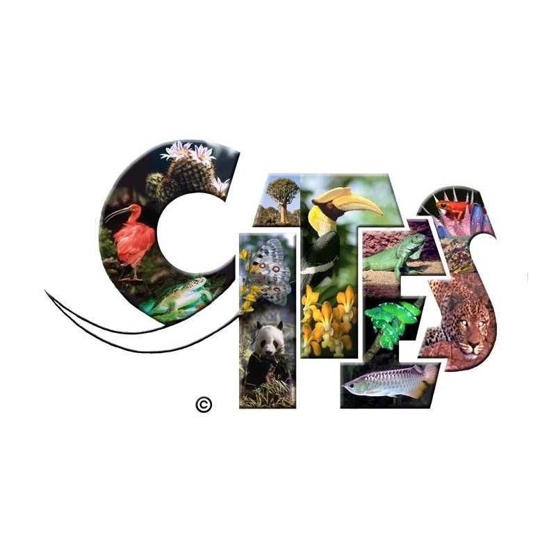 CITES CERTIFICATE